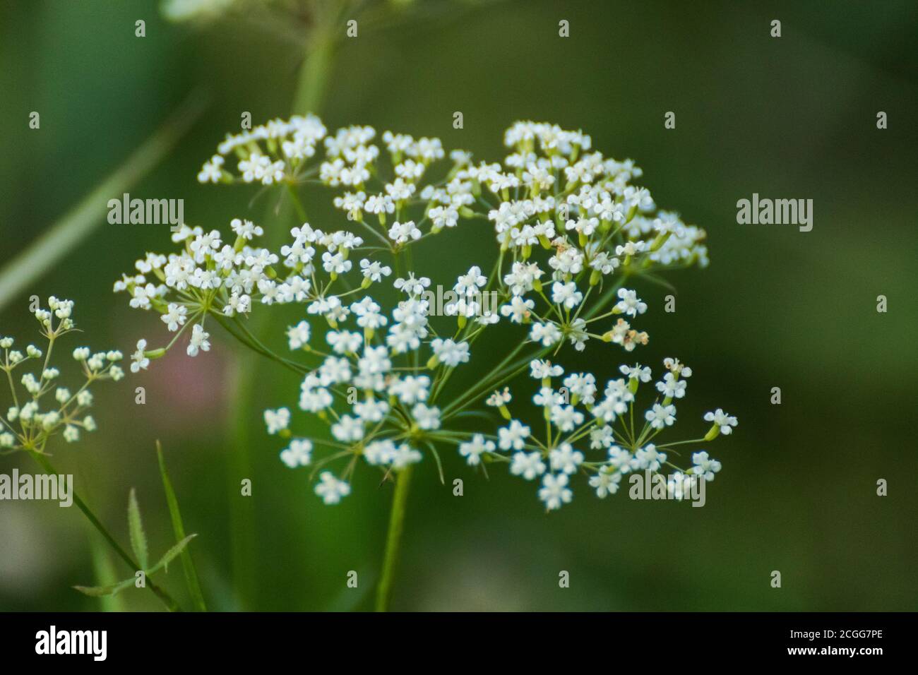 Macro of blooming white Pimpinella Saxifraga or burnet-saxifrage flowers plant with blurred background. Natural wild lawn close-up Stock Photo