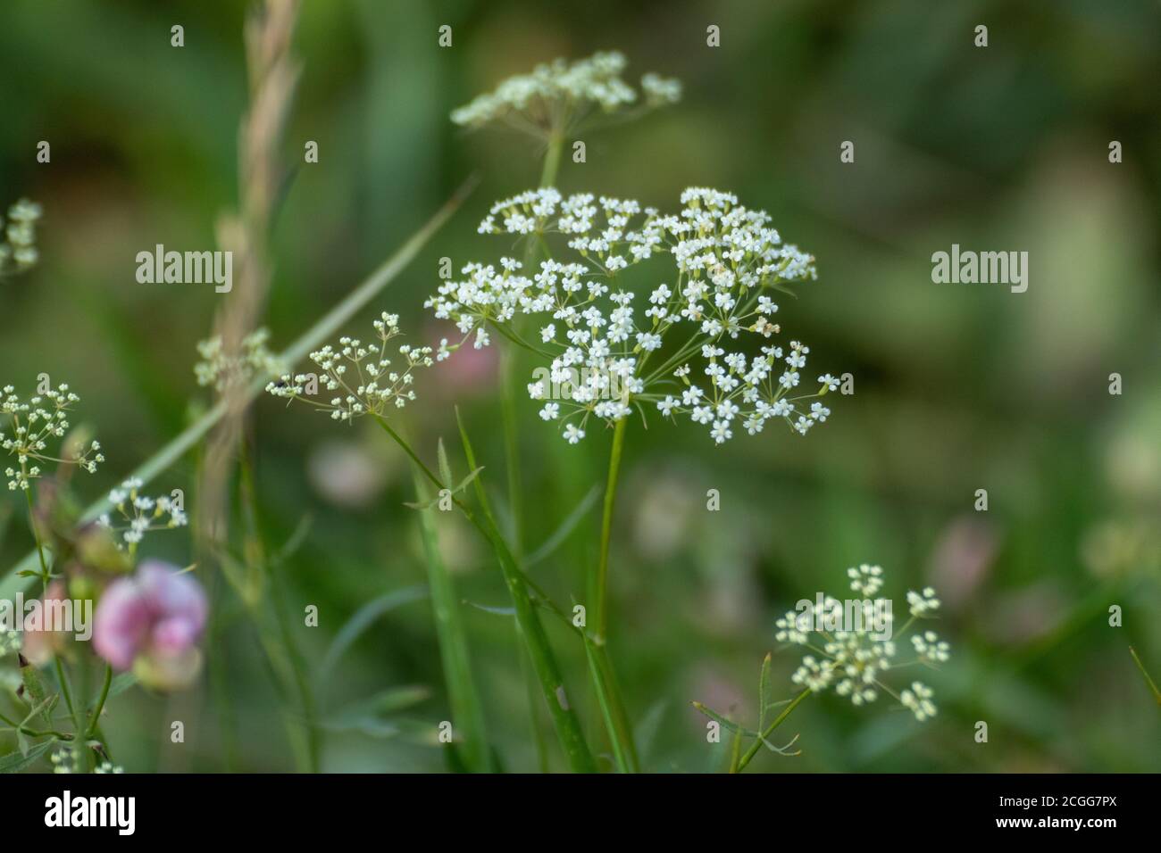 Macro of white Pimpinella Saxifraga or burnet-saxifrage flowers plant with blurred background. Natural wild lawn close-up Stock Photo