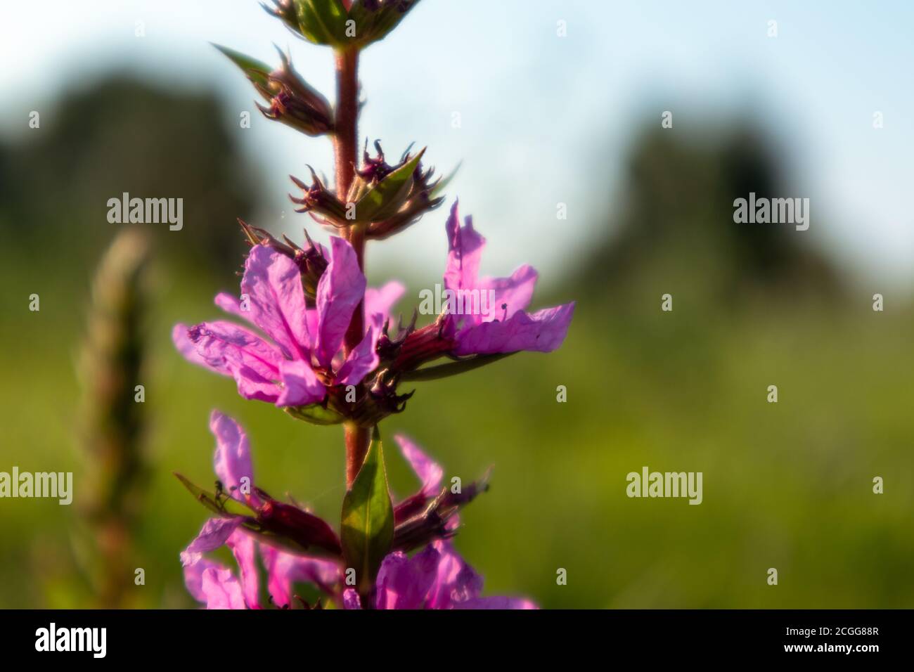 Lythrum salicaria, purple loosestrife, flowering plant close-up, Lythraceae family. Pink wild flowers in warm light on green summer grass lawn with bl Stock Photo