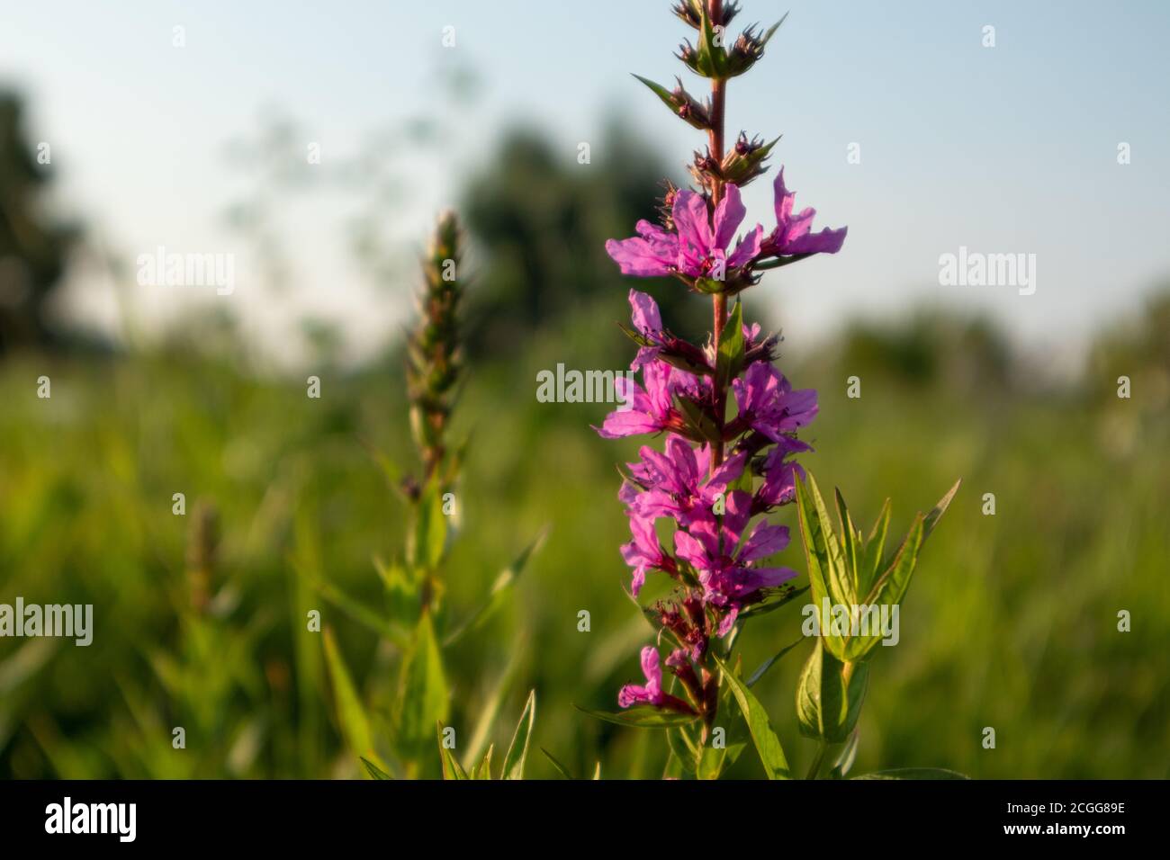 Lythrum salicaria, or purple loosestrife, flowering plant close-up, Lythraceae family. Pink wild flowers in sunset warm light on green summer grass la Stock Photo