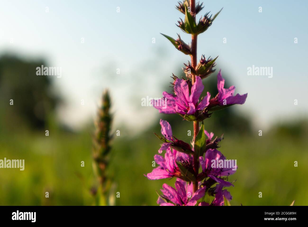Lythrum salicaria, or purple loosestrife, flowering plant blooming close-up, Lythraceae family. Pink wild flowers in sunset light on green grass lawn Stock Photo