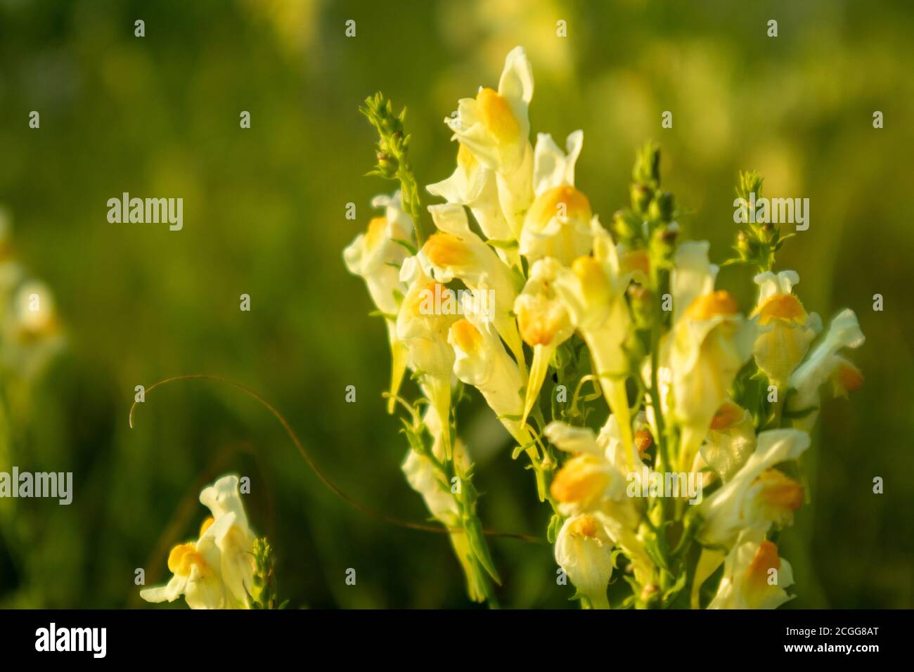 Linaria vulgaris or Butter and eggs, a species of toadflax. Close-up yellow flowers in green grass. Herbal medicine as tinctures and ointments. Select Stock Photo
