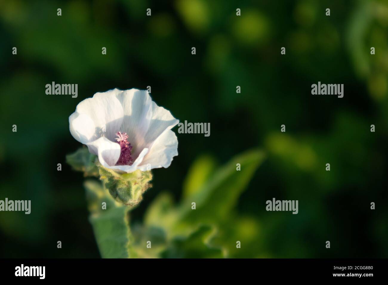 Althaea officinalis, or marsh-mallow, family Malvaceae. Pale pink tender flower with leaves in vibrant dark greenery background Stock Photo