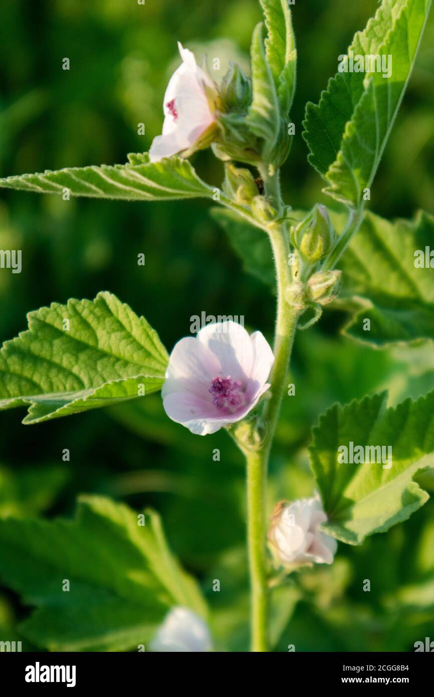 Althaea officinalis, or marsh-mallow, family Malvaceae. Pale pink tender blooming flower with leaves in vibrant dark greenery background. Vertical Stock Photo