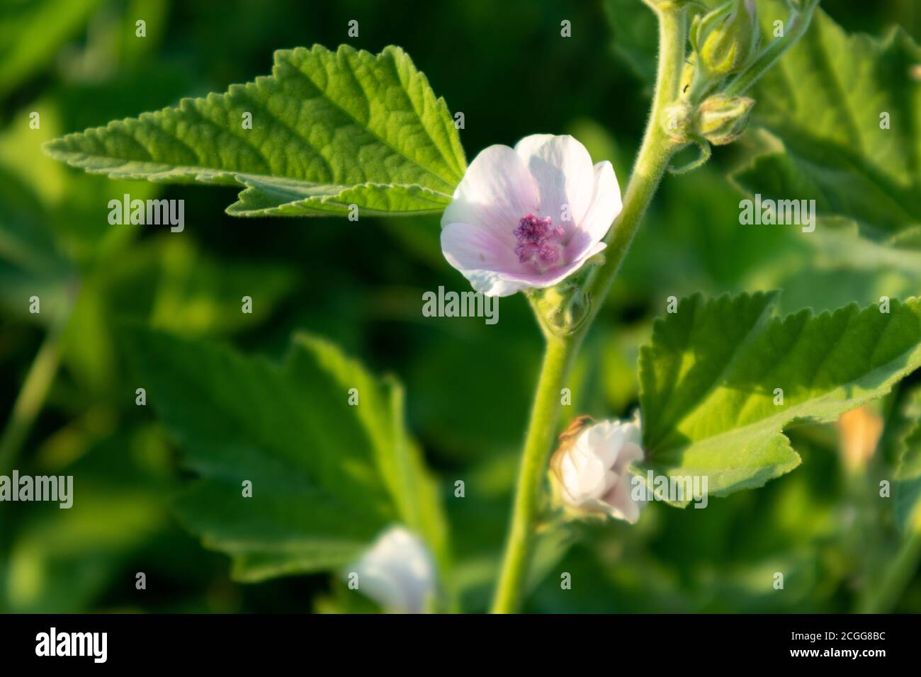 Althaea officinalis, or marsh-mallow, family Malvaceae. Pale pink tender blooming flower with leaves in vibrant greenery background Stock Photo