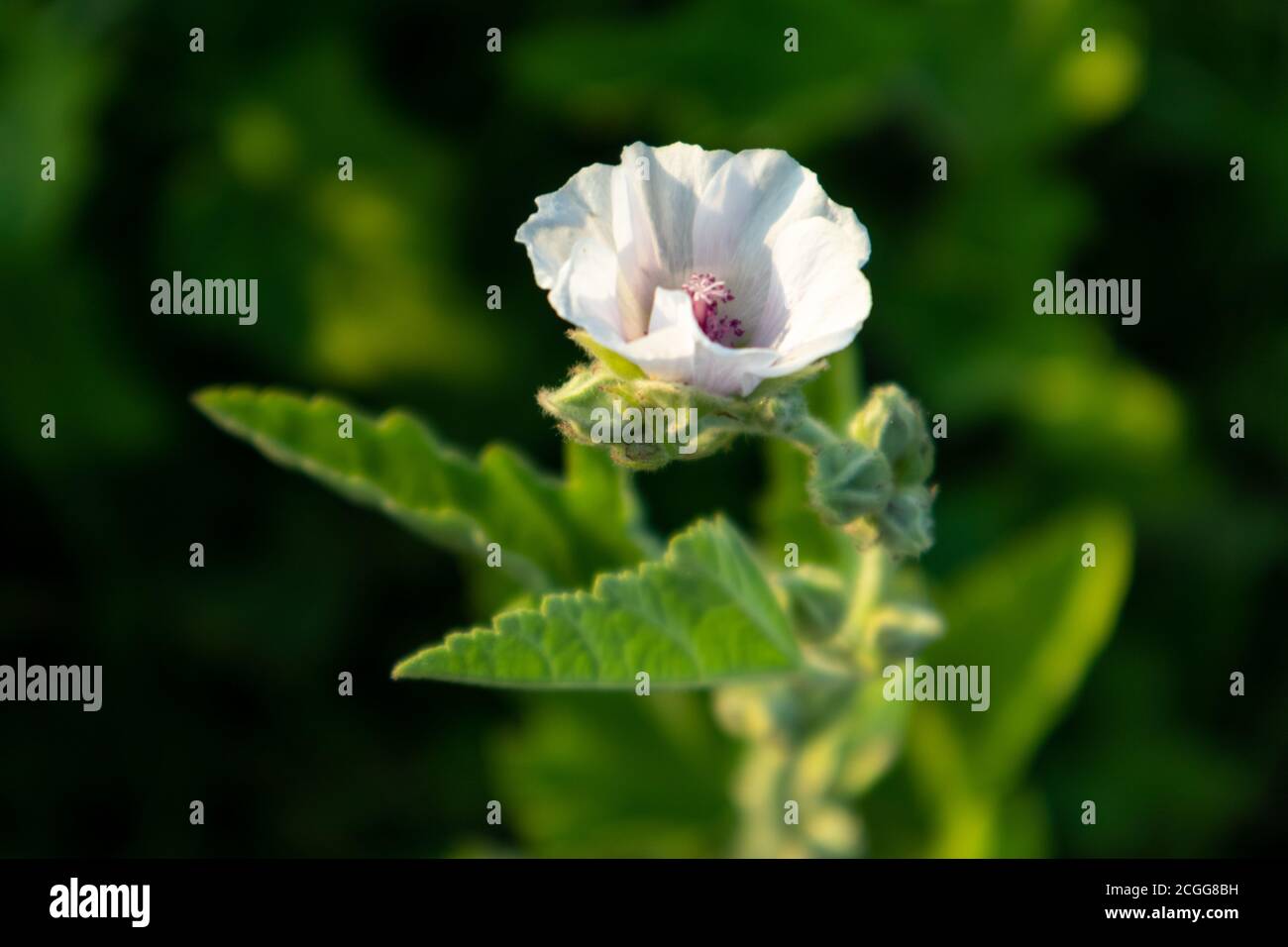 Althaea officinalis, or marsh-mallow, family Malvaceae. Pale pink tender blooming flower with leaves in vibrant dark greenery background Stock Photo