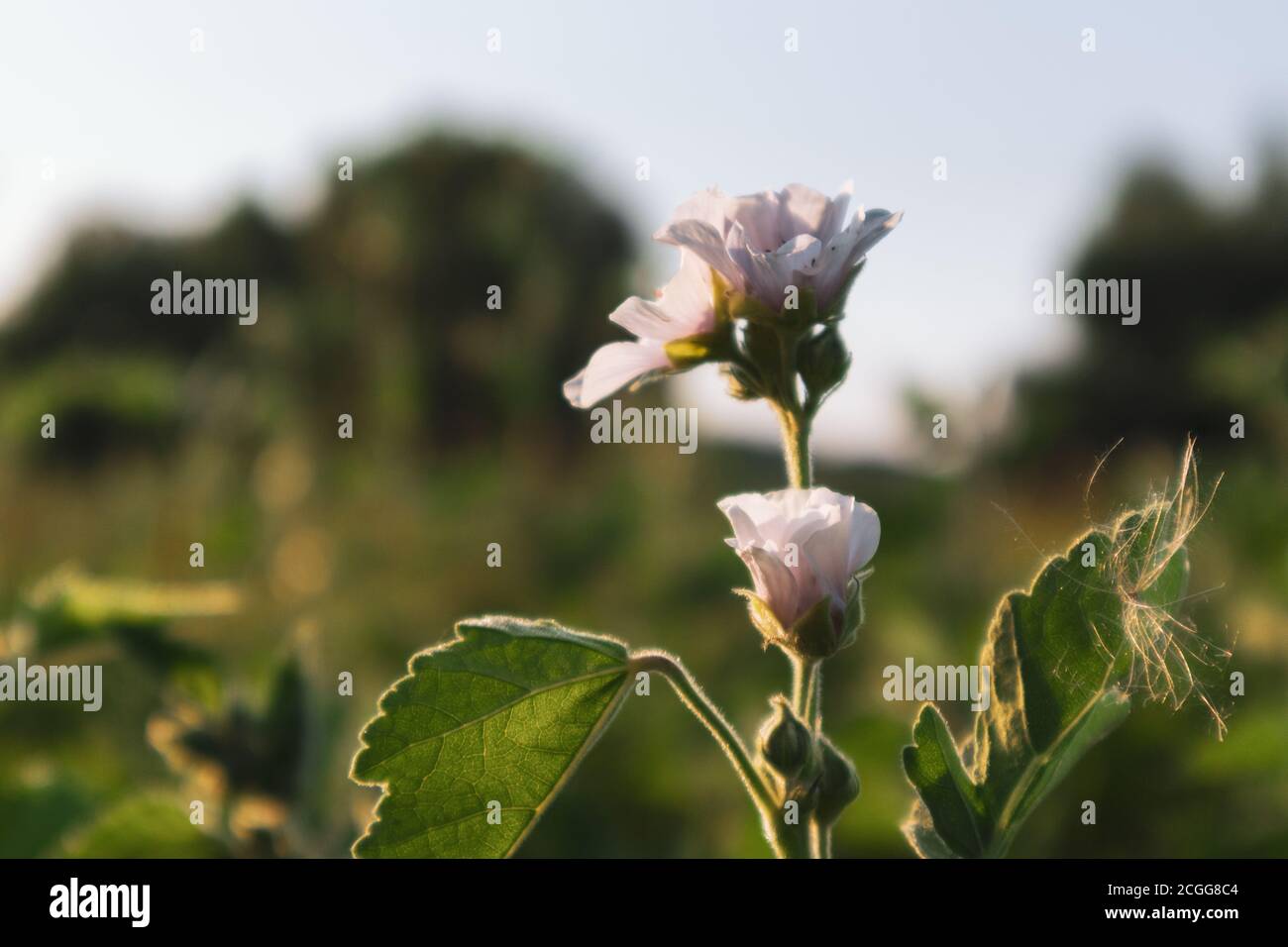 Althaea officinalis, or marsh-mallow, family Malvaceae. Pale pink tender blooming in sunset light flower with leaves Stock Photo