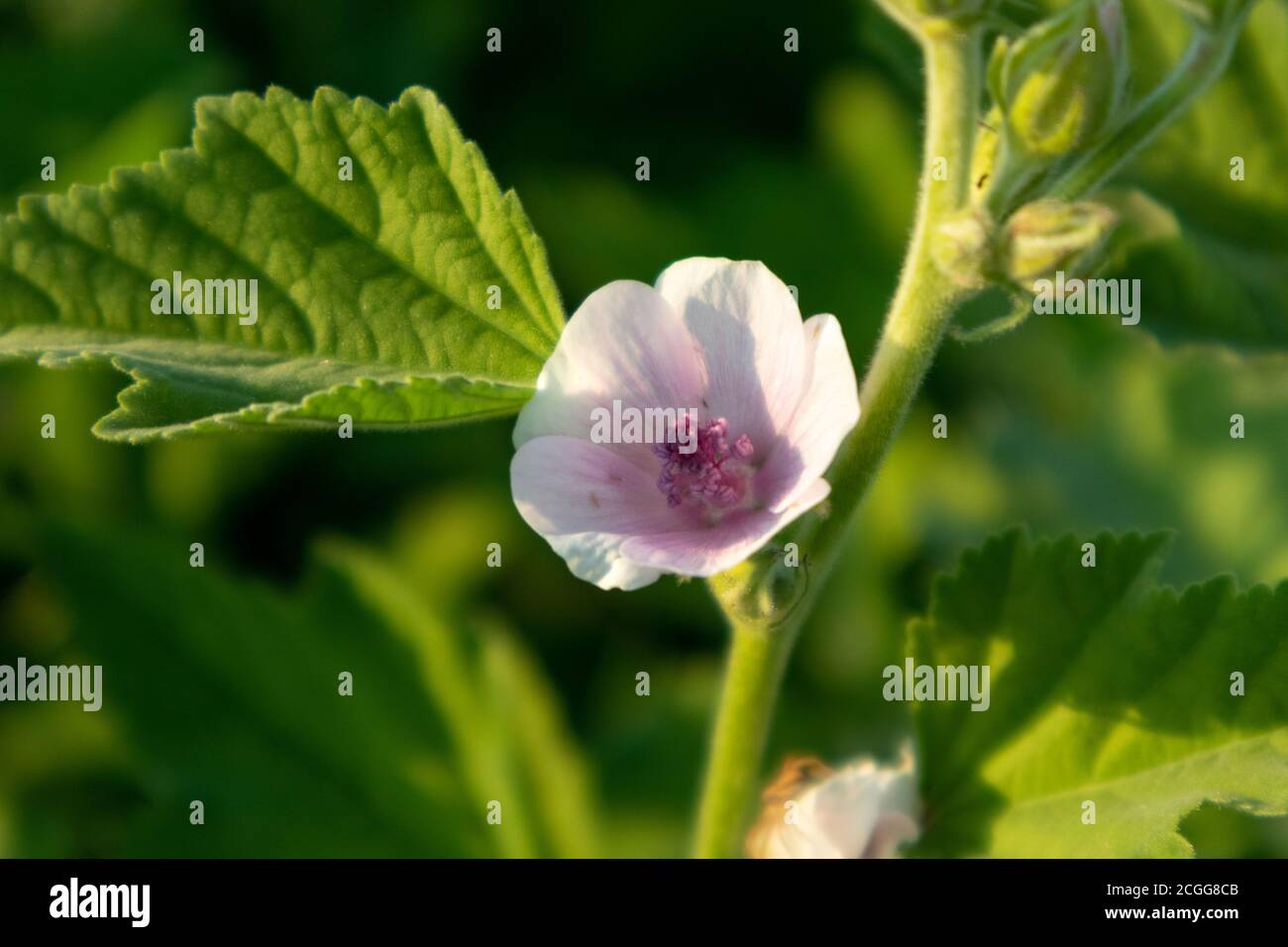 Althaea officinalis, or marsh-mallow, family Malvaceae. Light pink tender blooming flower with leaves in vibrant dark greenery background Stock Photo