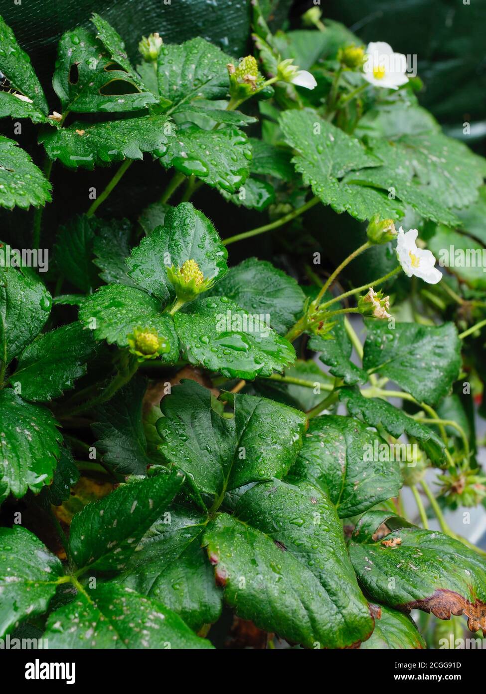 portrait of a strawberry plant with white flowers Stock Photo - Alamy