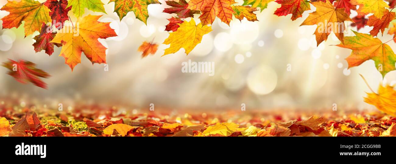 Colorful autumn leaves decorate a beautiful nature bokeh background with foliage on the forest ground, wide panorama format Stock Photo