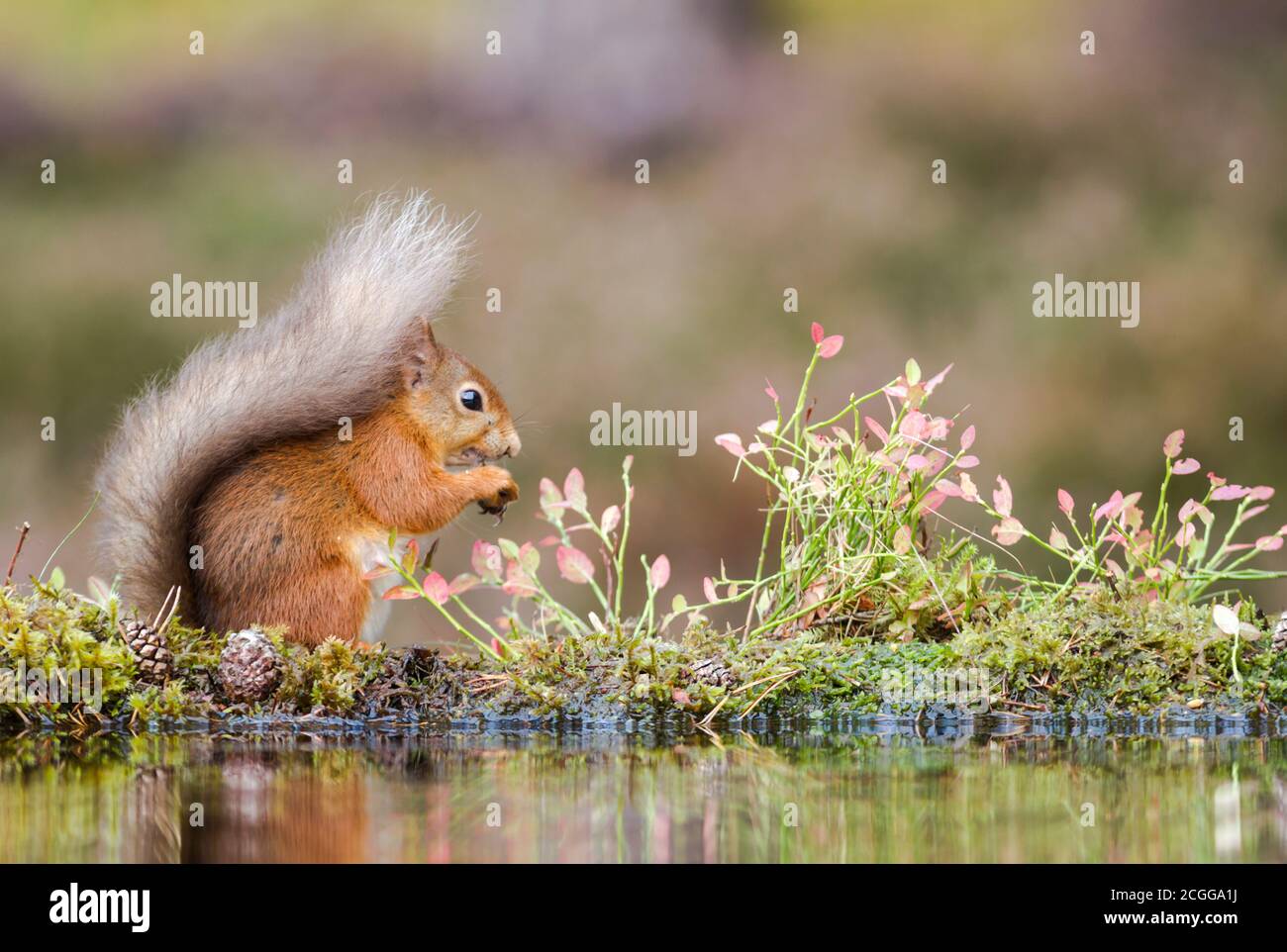 Eurasian red squirrel (Sciurus vulgaris) foraging at the edge of a small pool Stock Photo