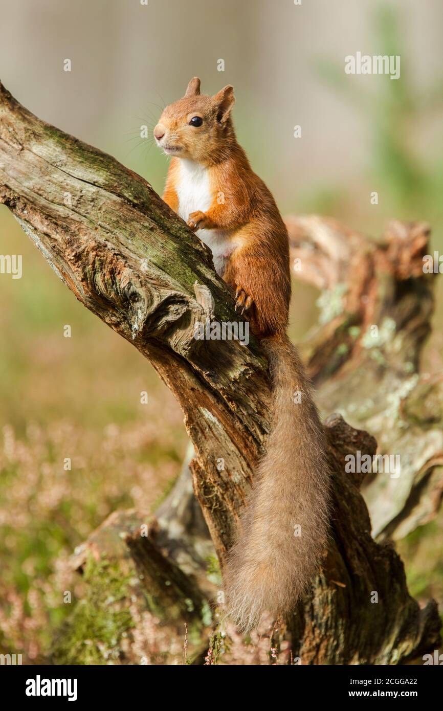 Eurasian red squirrel (Sciurus vulgaris) perched on an old tree stump showing off its long furry tail Stock Photo