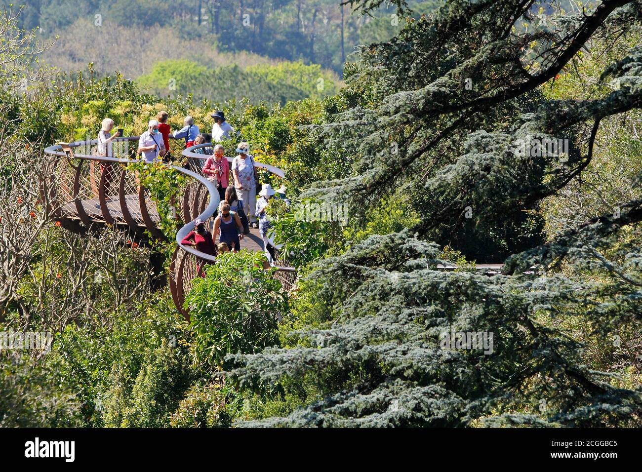 This is a foreshortened view of the aerial walkway in Kirstenbosch National Botanical Garden in Cape Town. Stock Photo