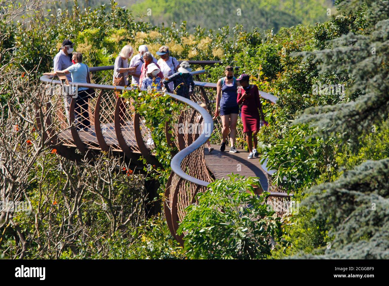 This is a foreshortened view of the aerial walkway in Kirstenbosch National Botanical Garden in Cape Town. The visitors are all wearing face-masks. Stock Photo