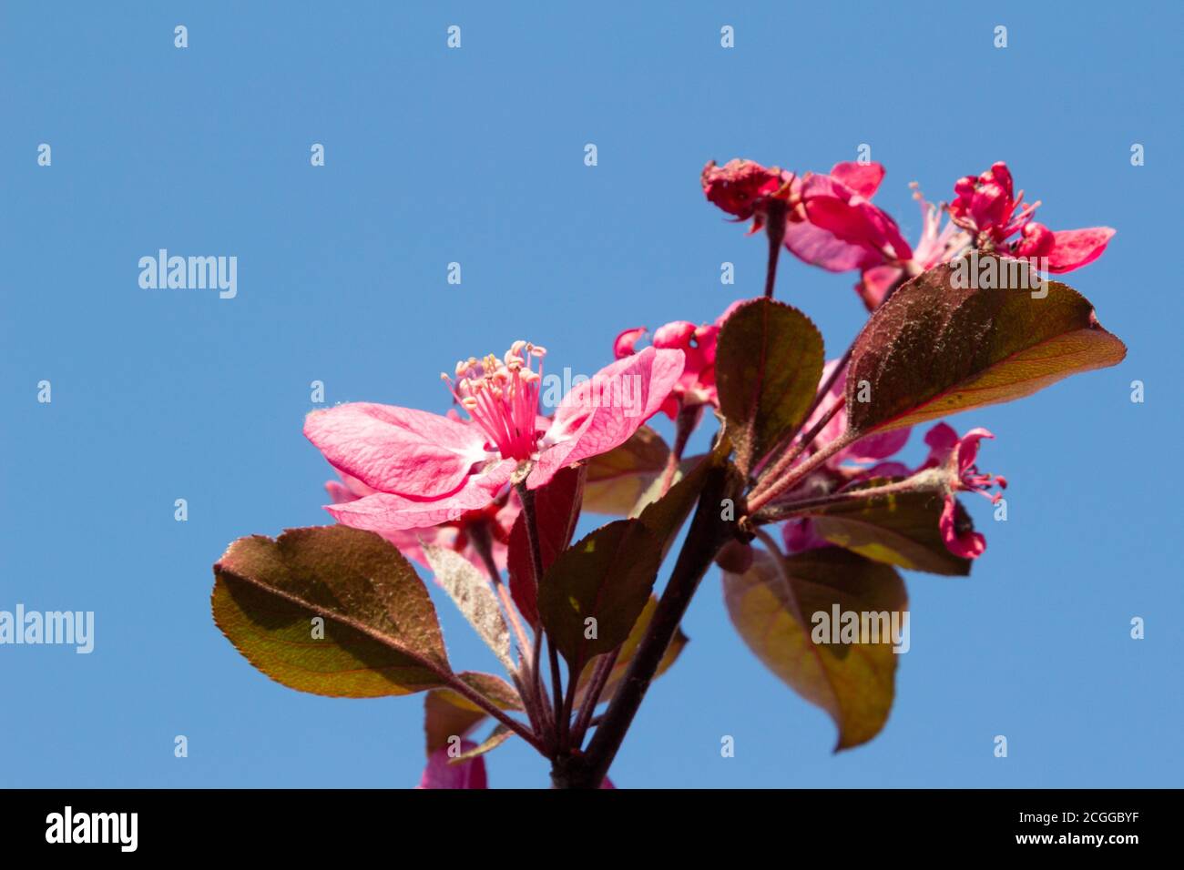 Chinese flowering crab apple (Malus spectabilis Stock Photo Alamy