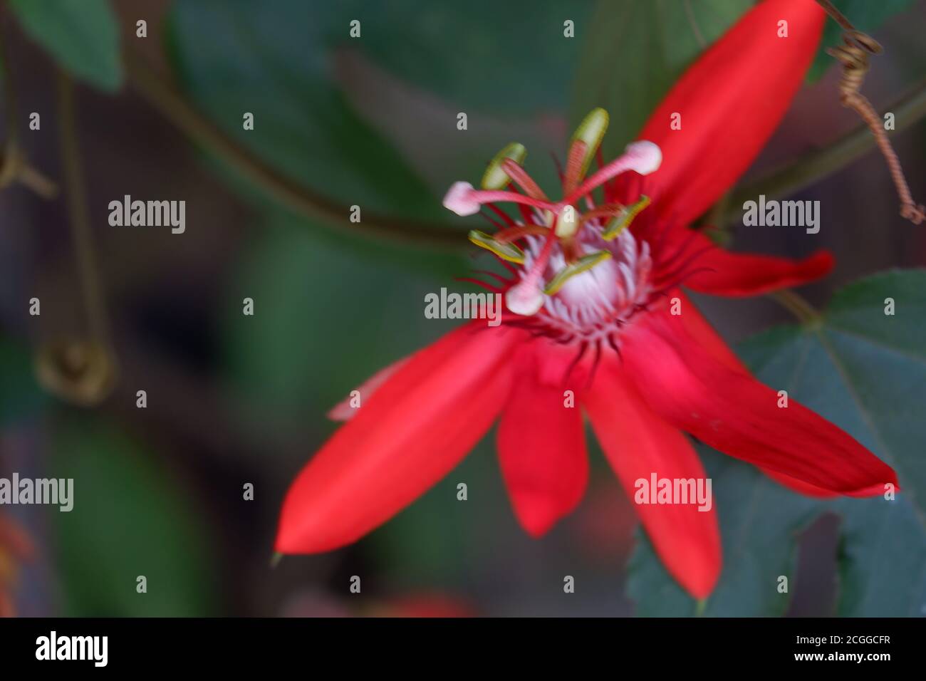 close up image of passiflora coccinea common names scarlet passion flower, red passion flower,dance flower) is a fast growing vine. home decorating vi Stock Photo