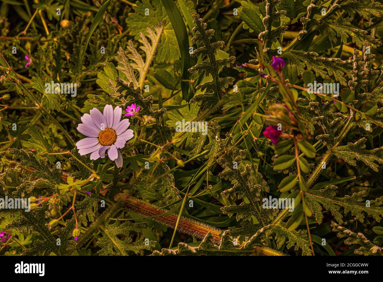 close-up of wild plants and flowers. Guadarrama. Madrid. Spain Stock Photo