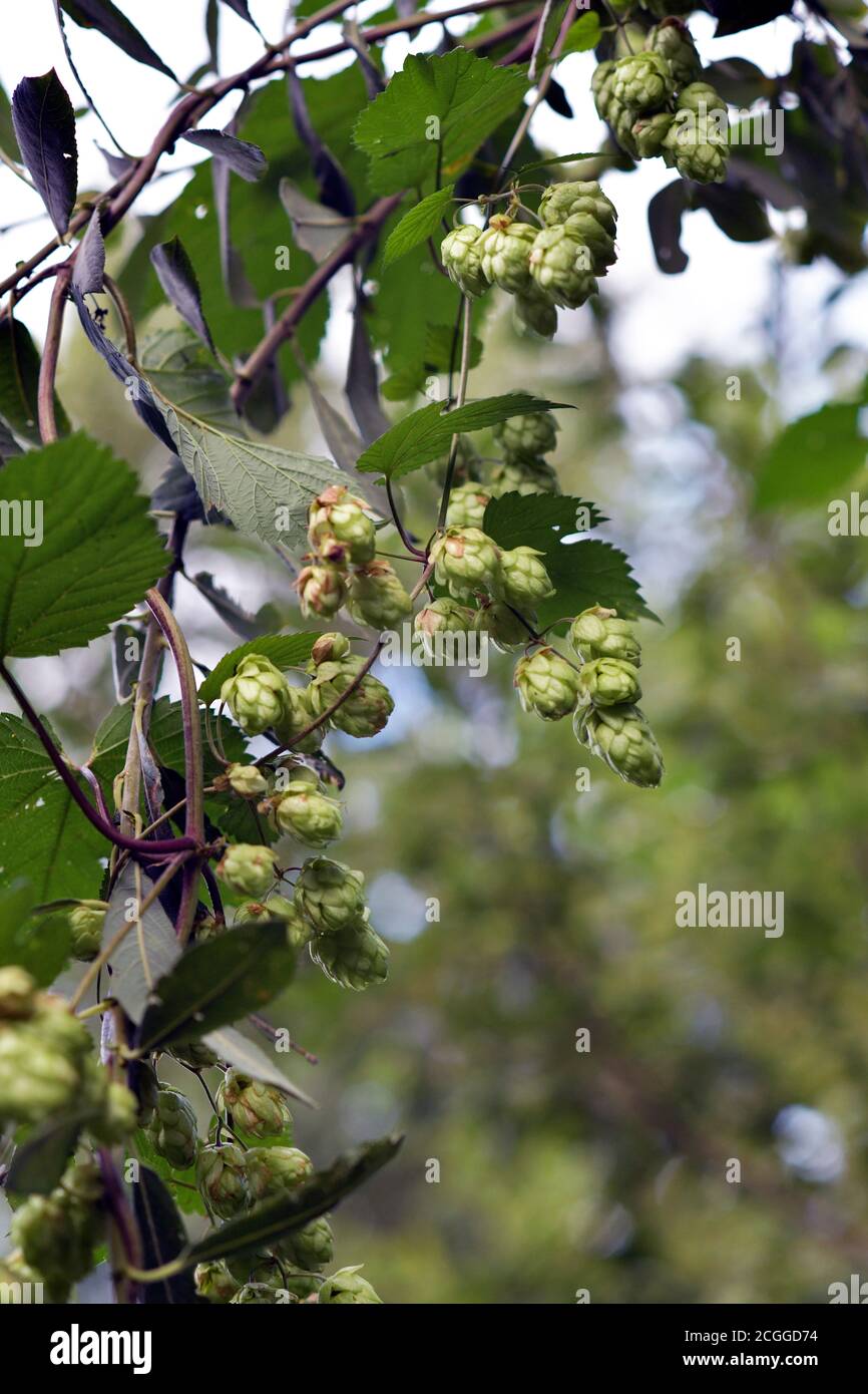 wild hops growing in hedgerow broome norfolk england (humulus lupulus) Stock Photo