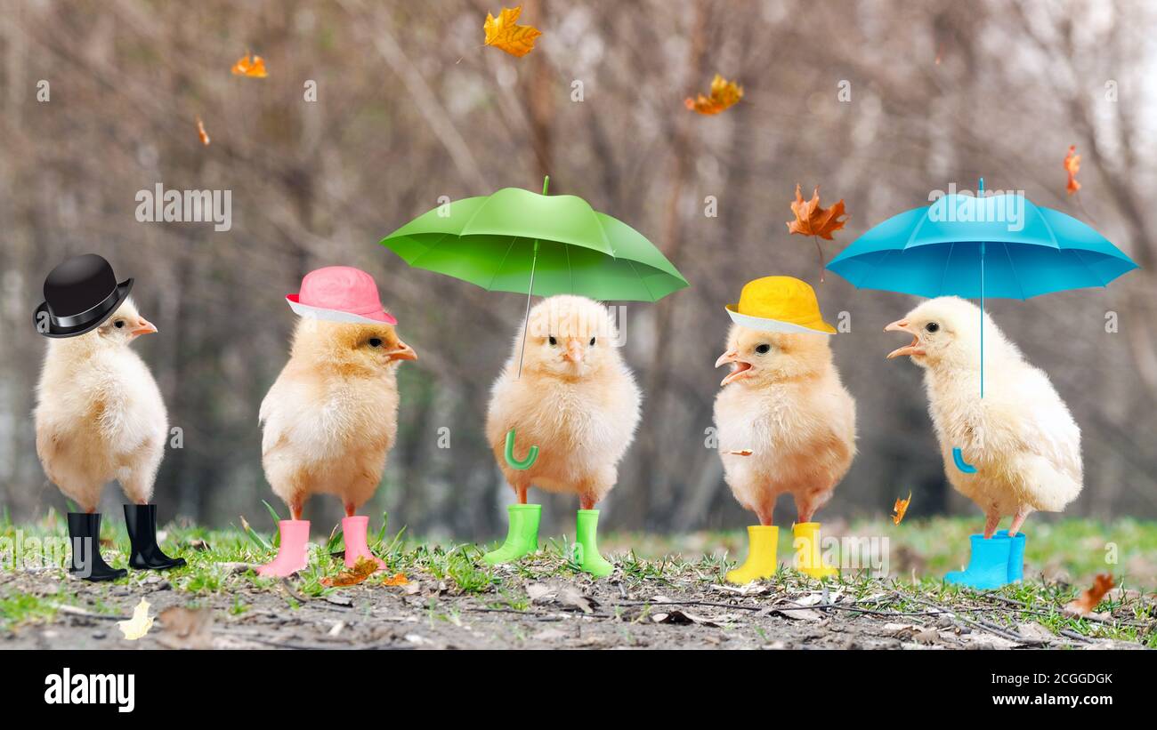 Funny chickens in boots and under umbrellas Stock Photo Alamy