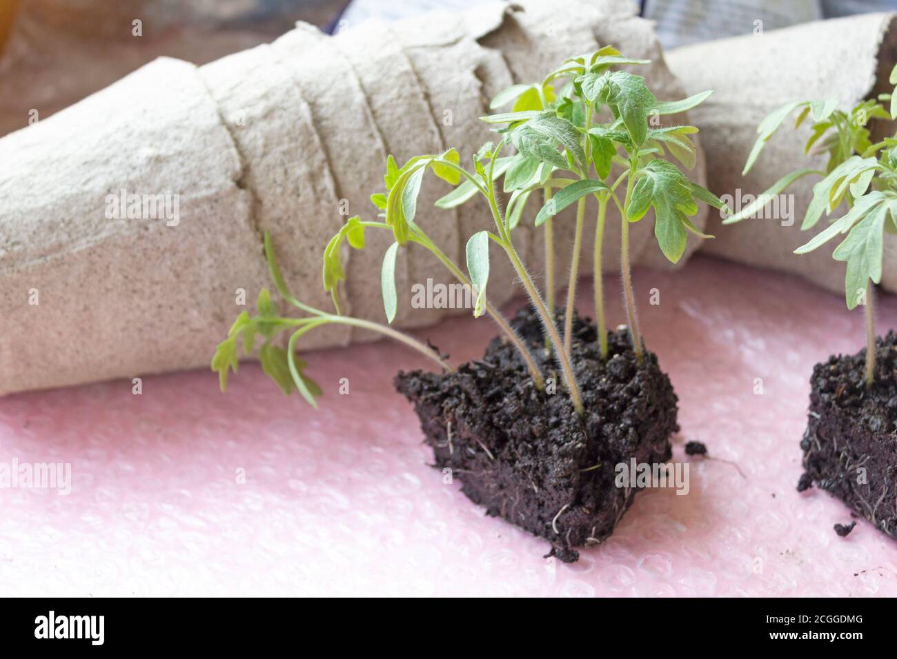 Tomato seedlings at home, peat pot for planting plants Stock Photo Alamy