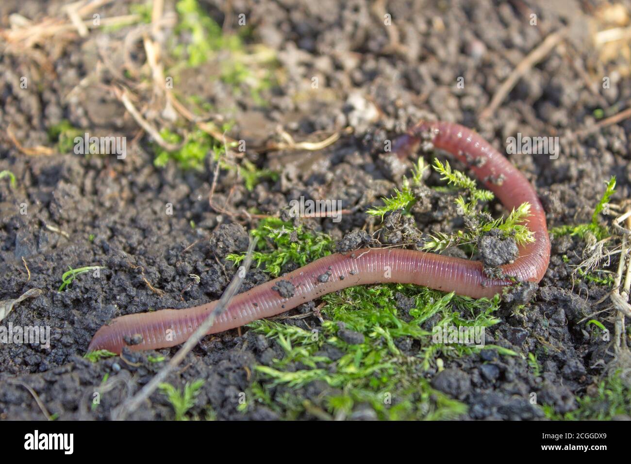Earthworm creeps on the ground, close up Stock Photo