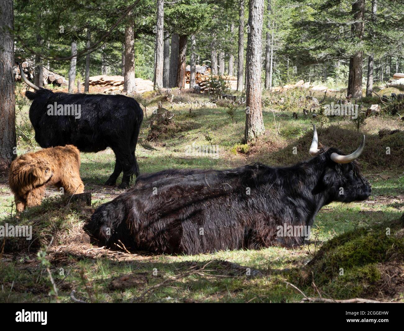 baby Highlander scotland hairy cow with mother in a farm Stock Photo