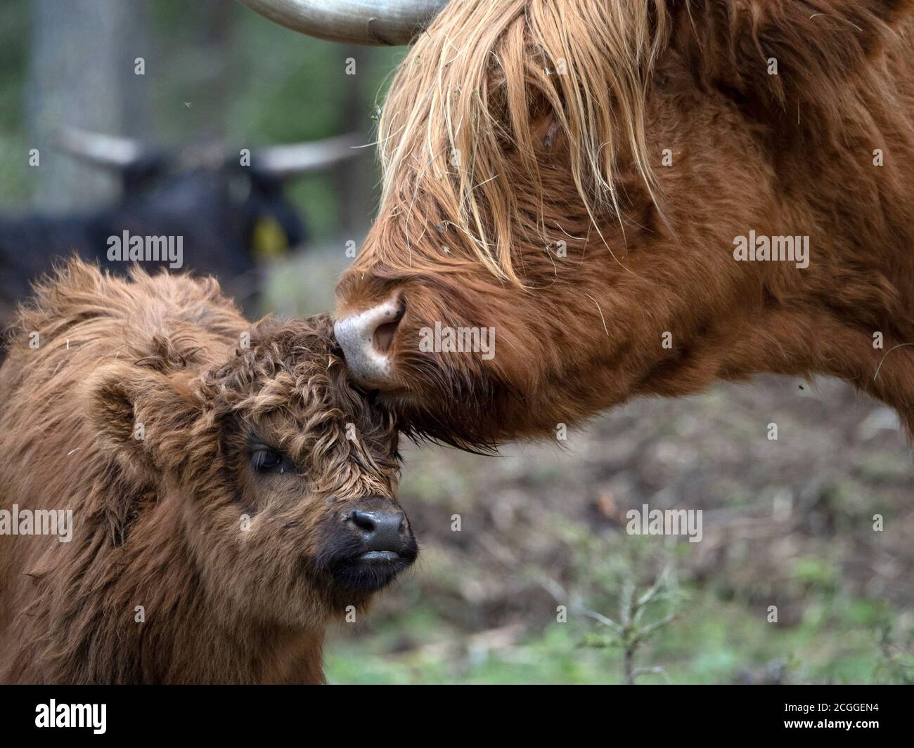 baby Highlander scotland hairy cow with mother in forest Stock Photo
