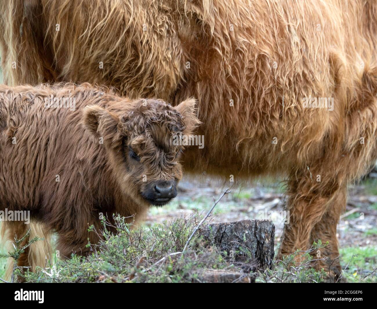 baby Highlander scotland hairy cow with mother in forest Stock Photo