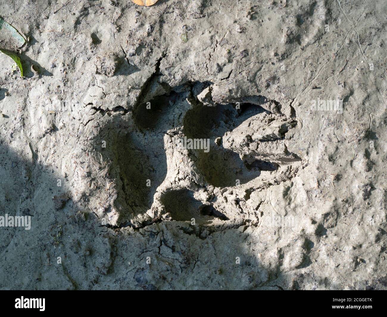 Wolf paw print hi-res stock photography and images - Alamy
