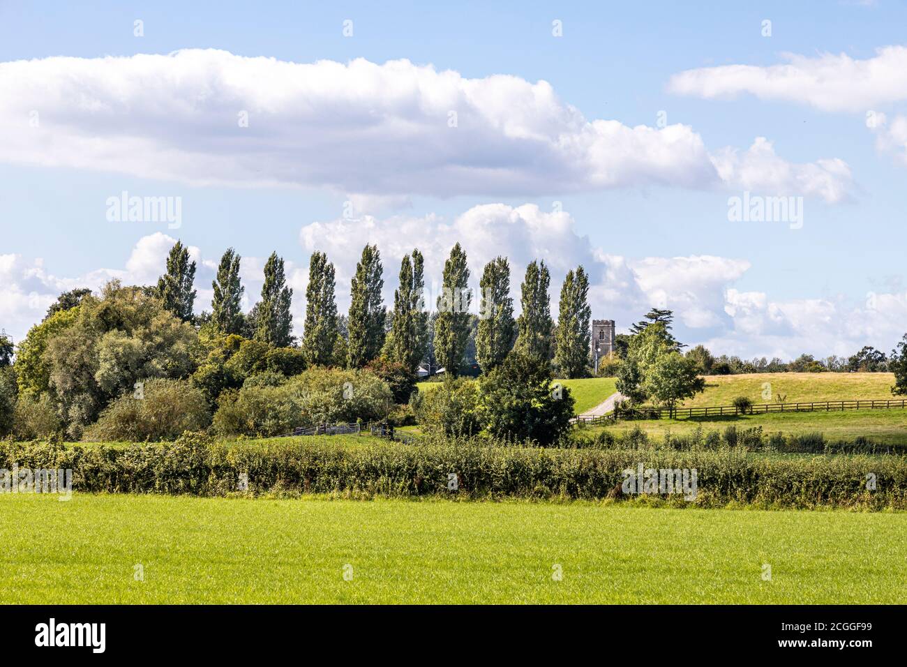 A row of poplar trees and the church tower in the Severn Vale village of Maisemore, Gloucestershire UK Stock Photo