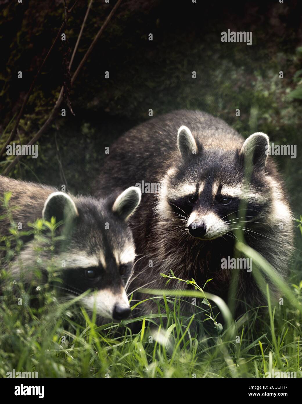 Two raccons sitting still in the green grass Stock Photo - Alamy