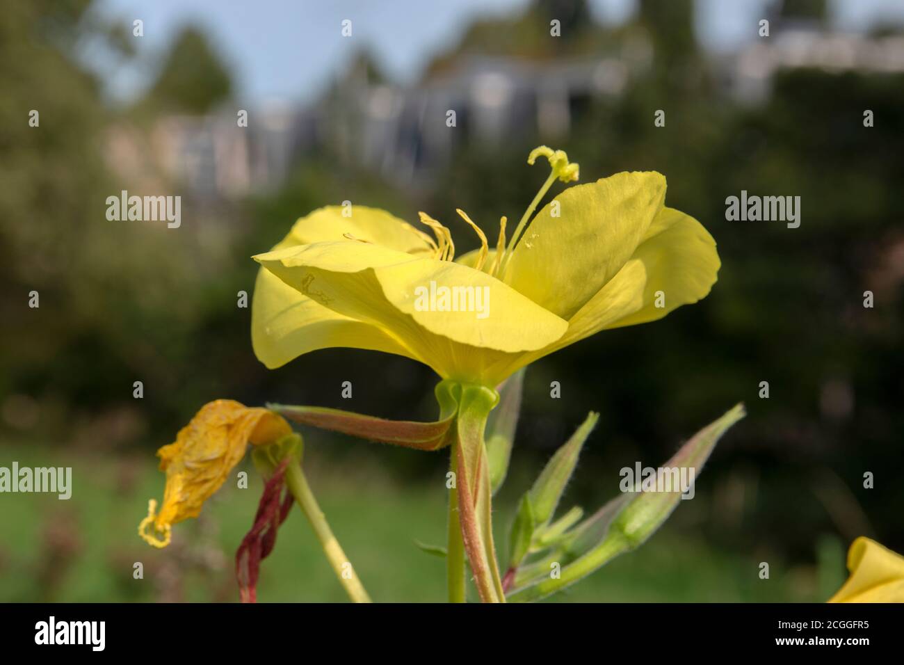 Close Up Of A Yellow Anemone At Amsterdam The Netherlands 11-9-2020 Stock Photo
