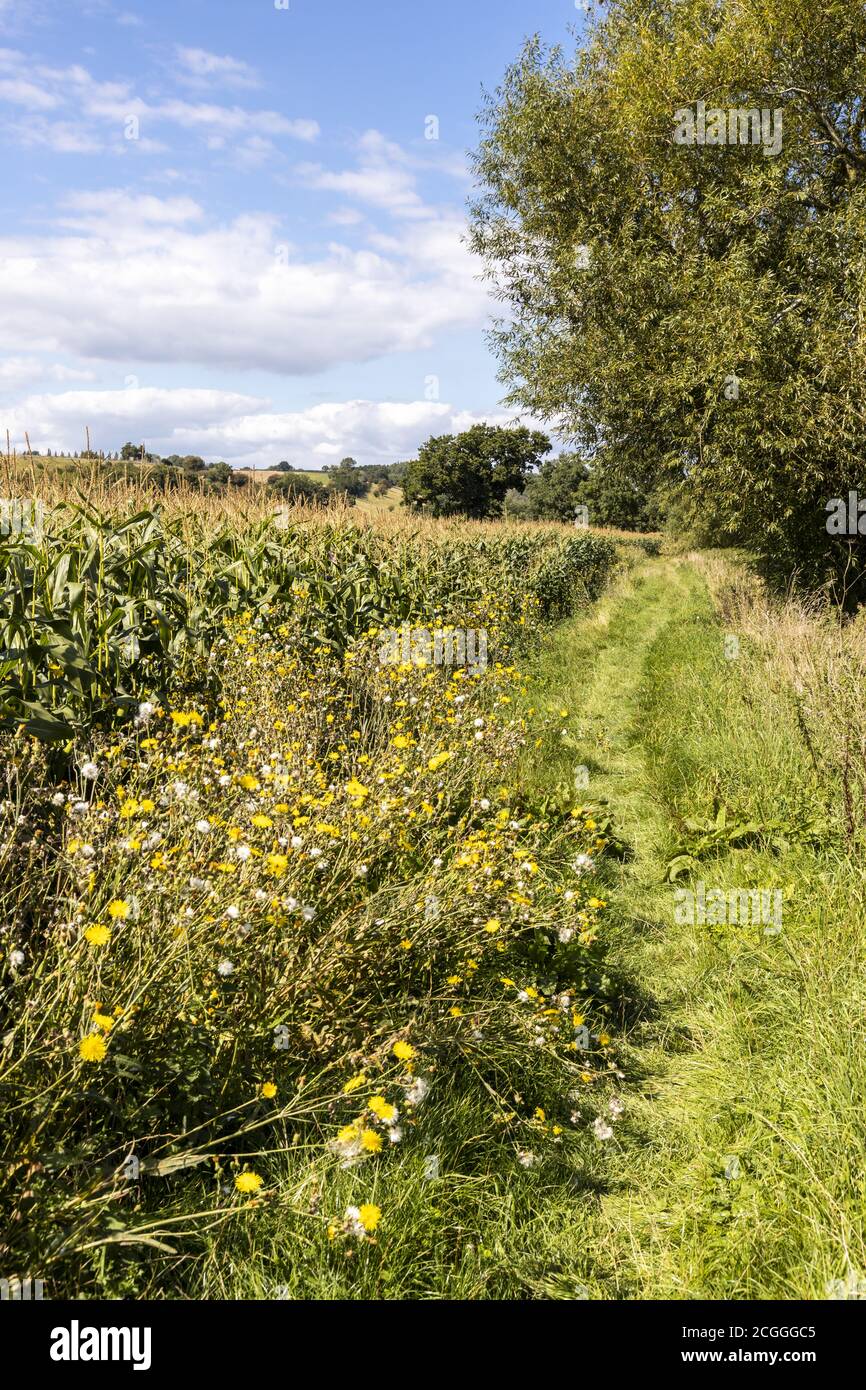 A footpath between a field of maize and the River Severn near the Severn Vale village of Maisemore, Gloucestershire UK Stock Photo
