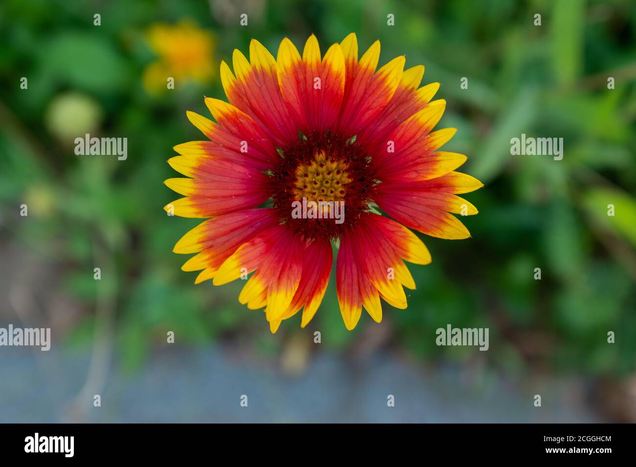 A firewheel flower close up Stock Photo