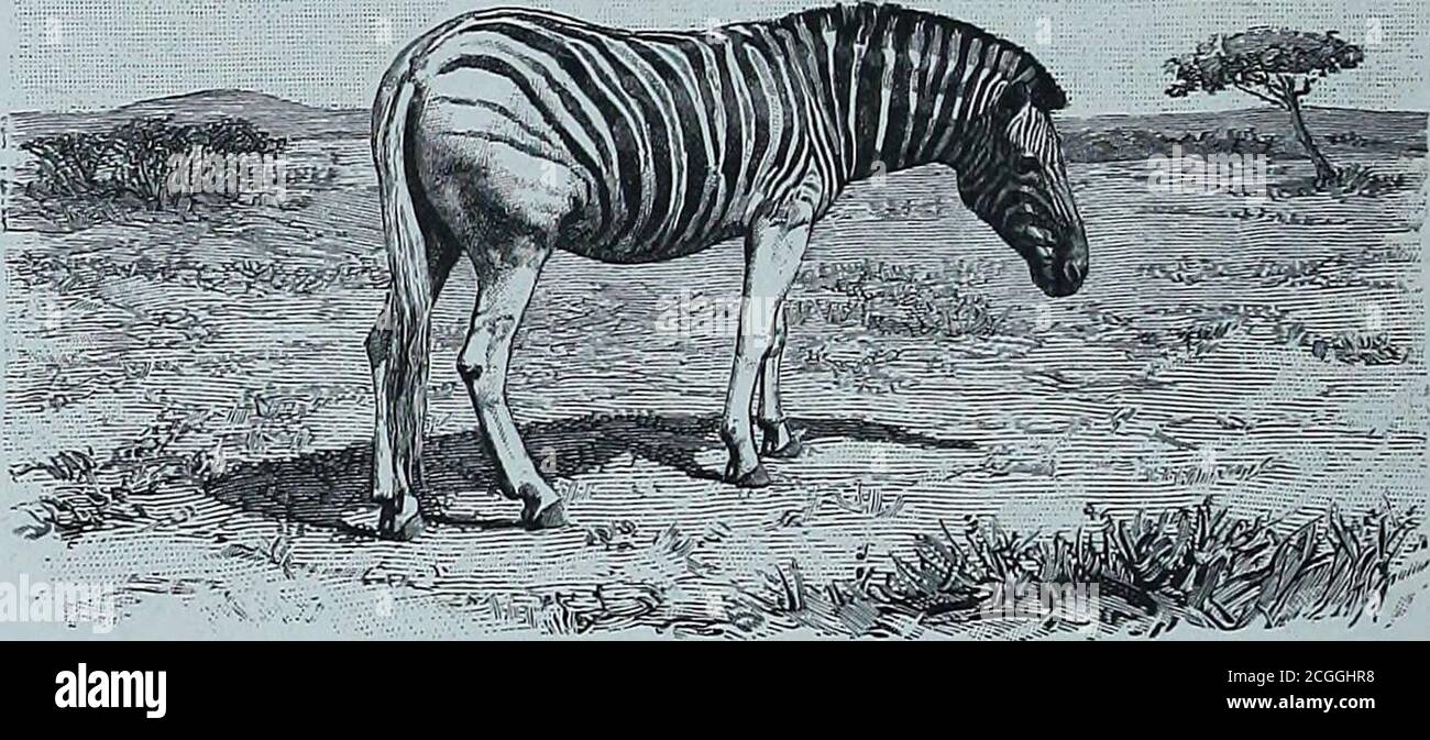 . Discovery of Lakes Rudolf and Stefanie a narrative of Count Samuel