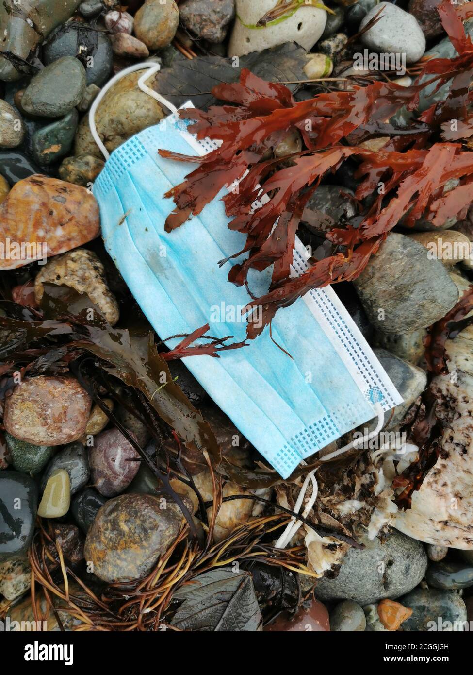 Covid 19 protective mask found washed up on UK beach in 2020, contributing to pollution of the ebvironment. Stock Photo