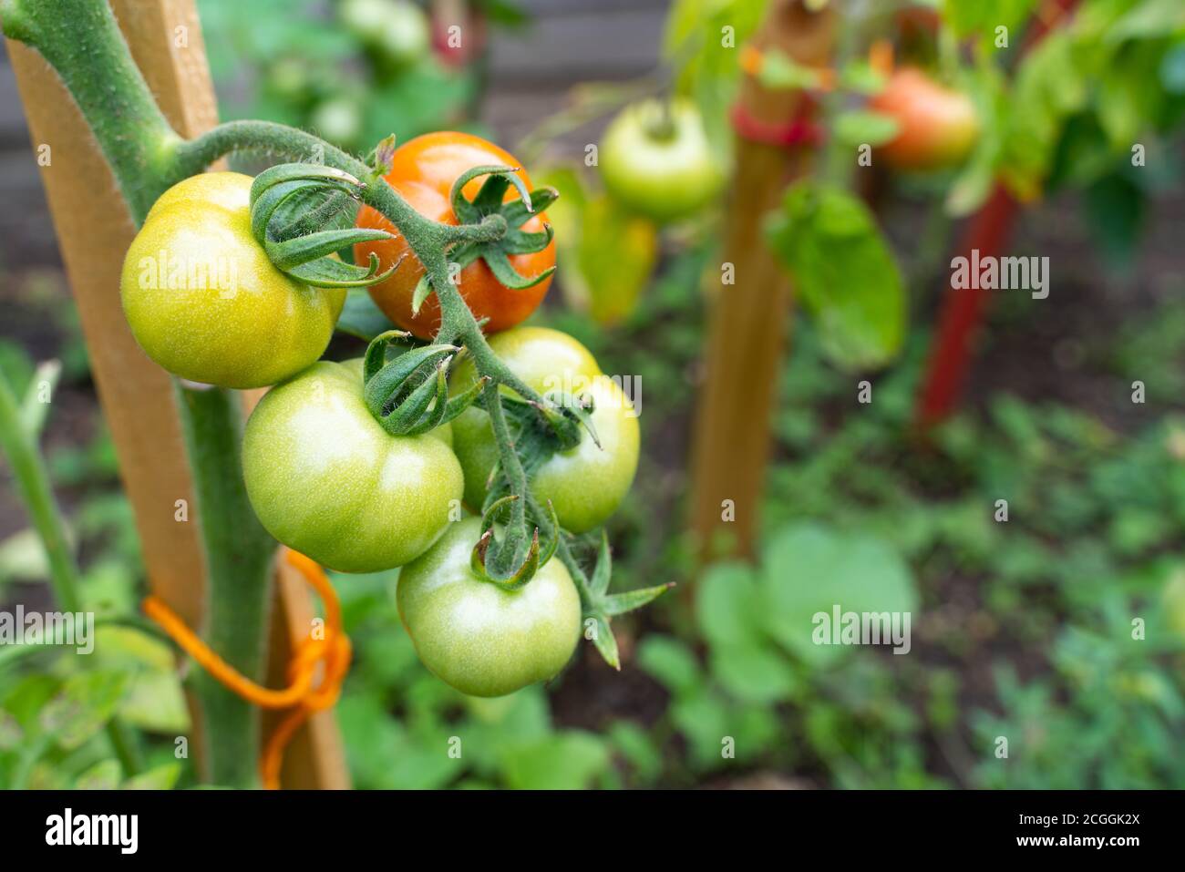 Green ripening vine tomatoes in the garden Stock Photo - Alamy