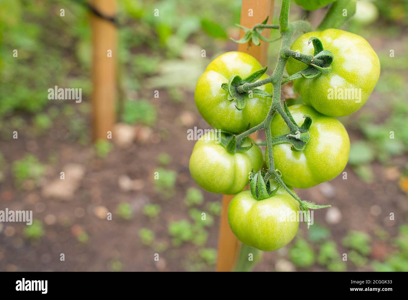 Green ripening vine tomatoes in the garden Stock Photo - Alamy