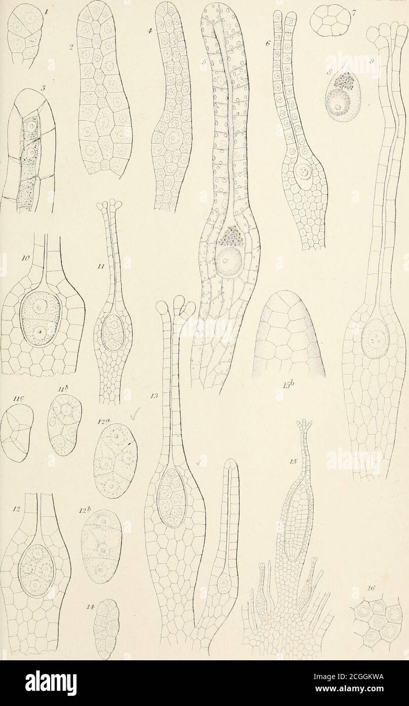 . On the germination, development, and fructification of the higher ...