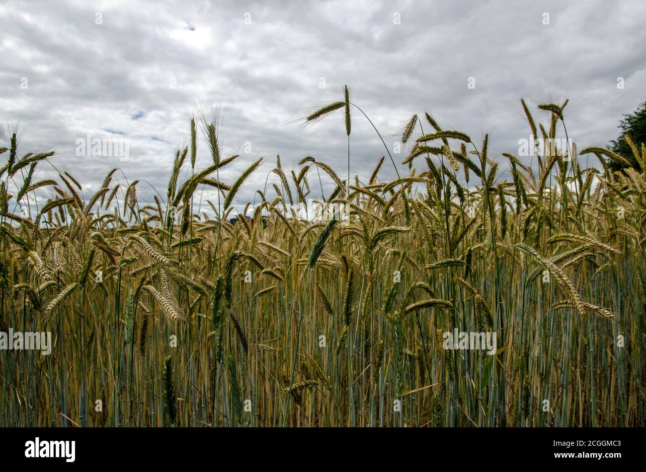 A field of corn ripening in the summer sunshine in Basingstoke, Hampshire. Stock Photo