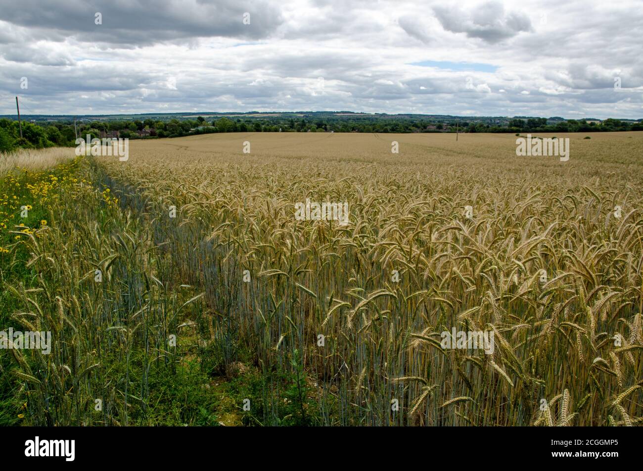 View across a field of ripening corn looking towards the Hampshire town of Basingstoke on a summer day.  The farmland - part of the Manydown Estate - Stock Photo