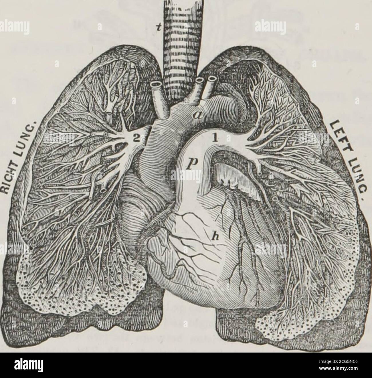 Describe Comparative Anatomy Of The Heart And Arteries Factory ... Biology Diagrams