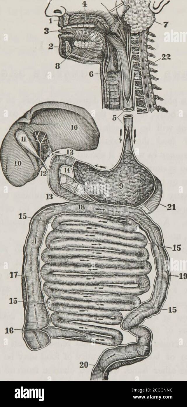 Chyme hires stock photography and images Alamy