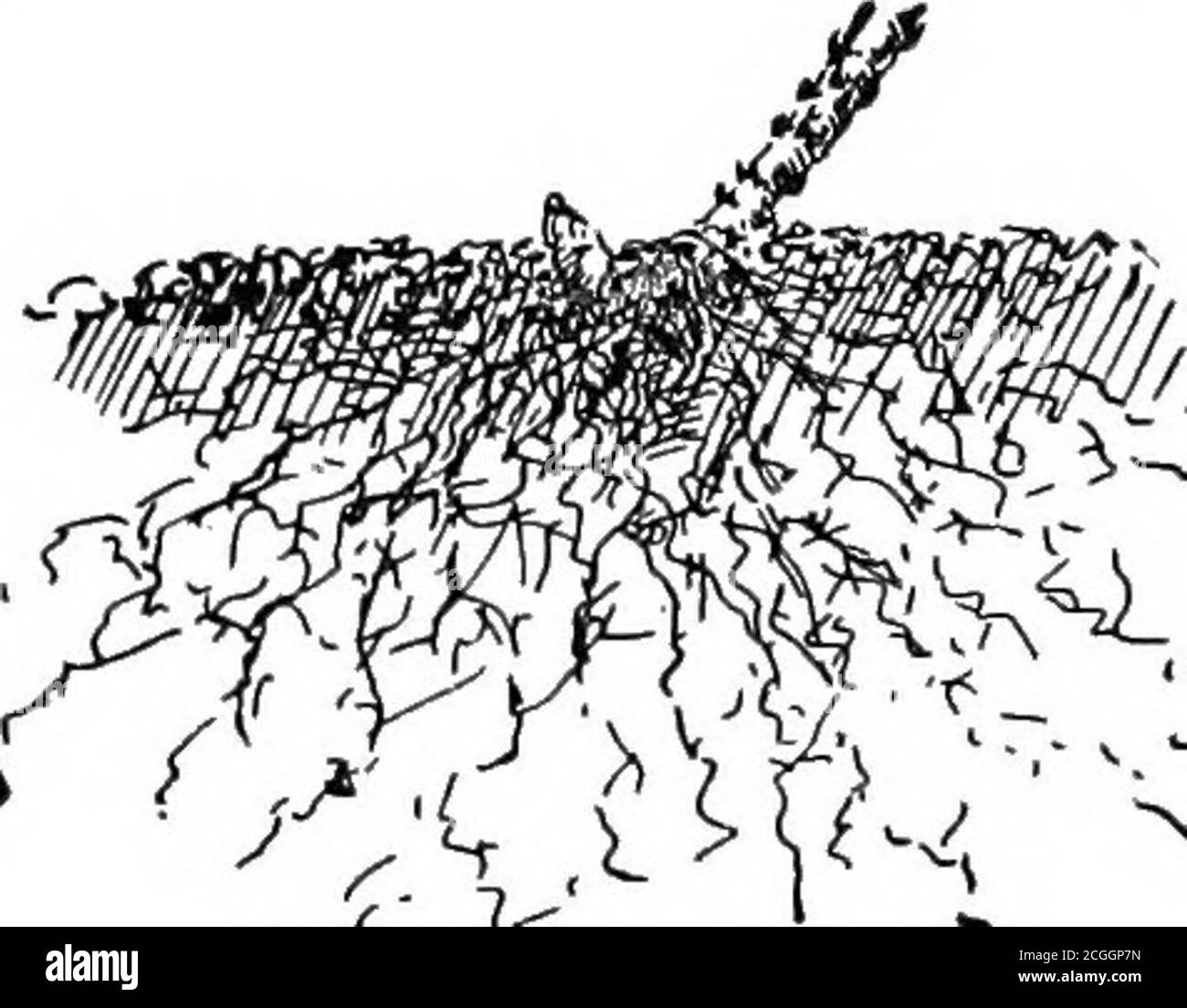 Nt nursery Cut Out Stock Images & Pictures Alamy