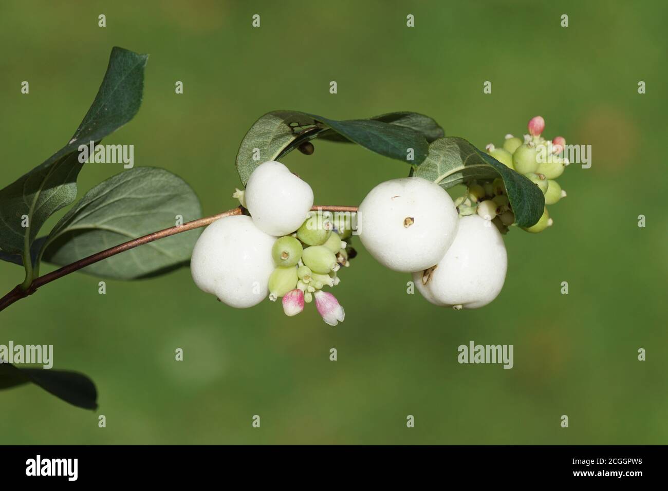 Branch with white berries with small flowers of the Common Snowberry  (Symphoricarpos albus), honeysuckle family (Aprifoliaceae). Netherlands,  Septembe Stock Photo - Alamy