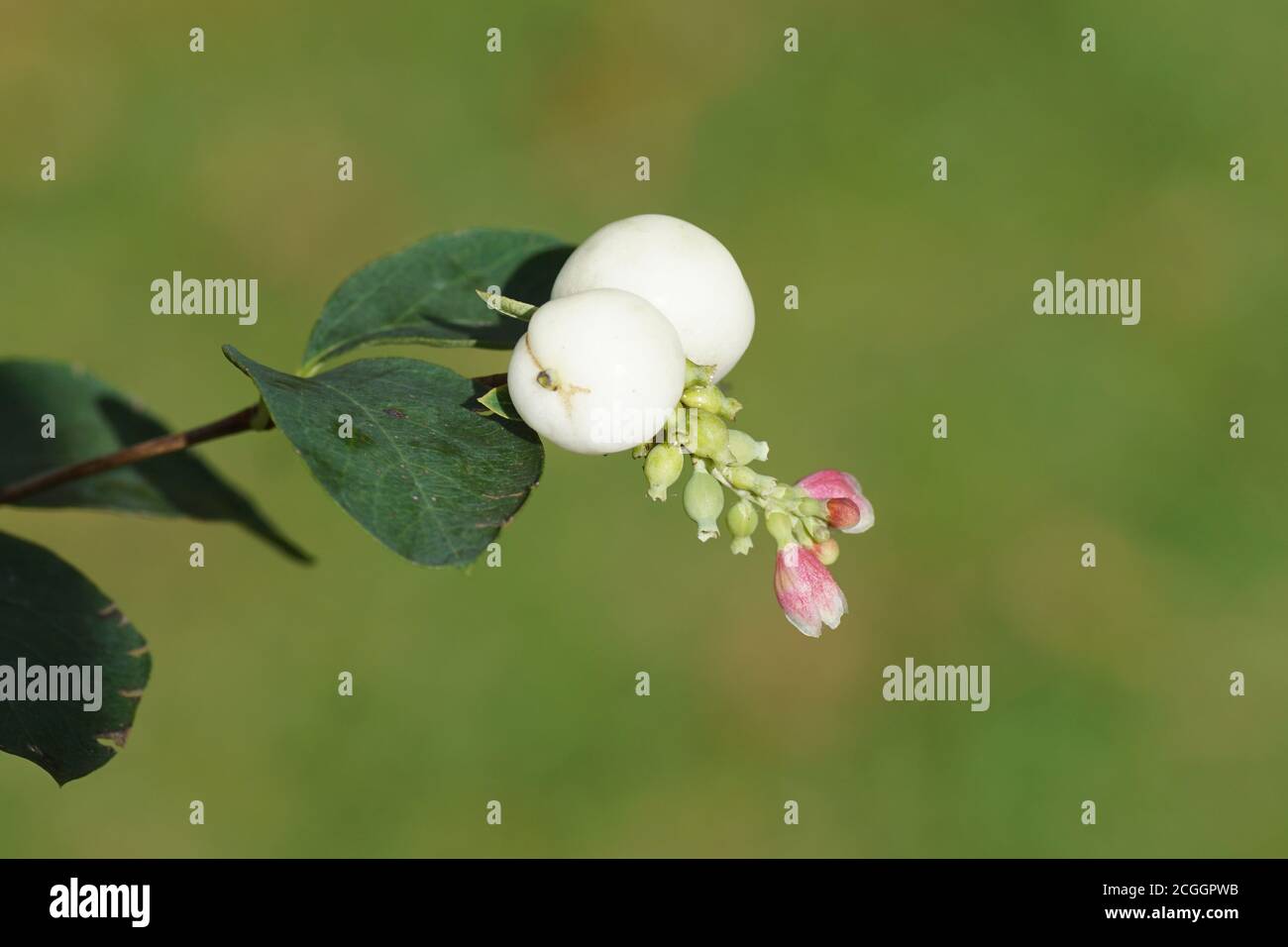 Branch with white berries with small flowers of the Common Snowberry (Symphoricarpos albus), honeysuckle family (Aprifoliaceae). Netherlands, Septembe Stock Photo