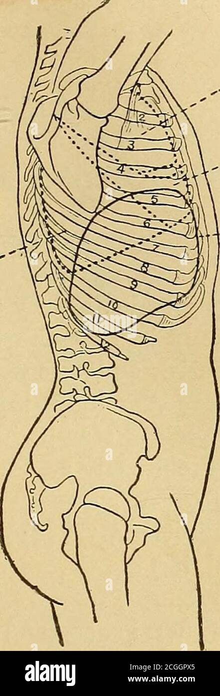 . Physical diagnosis . „,» Upper lobe. ^, Lower lobe.   , Spleen. Lower lobe.. Upperlobe. Itlirkllelobe. Fig. 38.—Position of tbe Left Lung from the Fig. 39.—Position of the Right Lung from theSides and of the Spleen. Side, and of the Liver. chest walls—will be illustrated in the section on Percussion (seepage 118). CHAPTER IV.TECHNIQUE AND GENERAL DIAGNOSIS. INSPECTION. Much may be learned by a careful inspection of all parts of thechest, but only in case the clothes are wholly removed. A goodlight is essential, and this does not always mean a direct light; forexample, when examining the fron Stock Photo