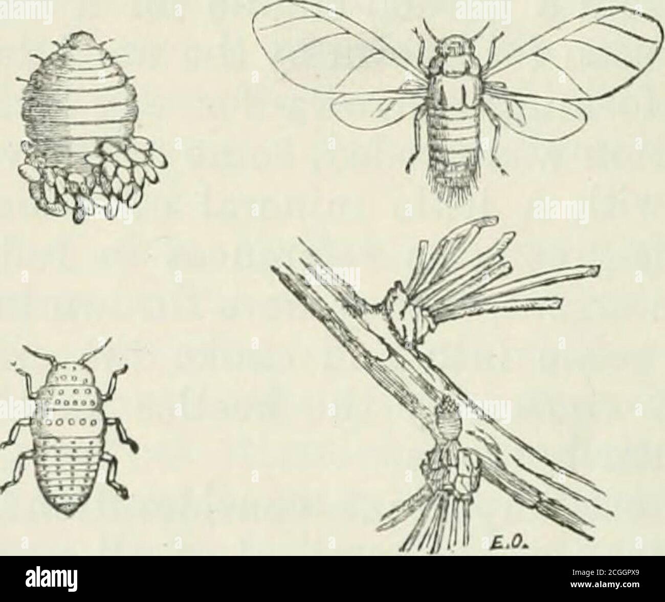 . A manual of injurious insects with methods of prevention and remedy for their attacks to food crops, forest trees, and fruit. To which is appended a short introduction to entomology . s of these maggots, which are all getting readyshortly to change to i^crfect beetles, and to fly to the nearestgrowing Elms. Such neglected trunks may be seen in ourparks and rural wood-yards all over the country, where,without difficulty (as I have myself often found), the handmay be run under the bark so as to detach feet and yards inlength from the trunk all swarming with, white Scolytusmaggots in their narr Stock Photo
