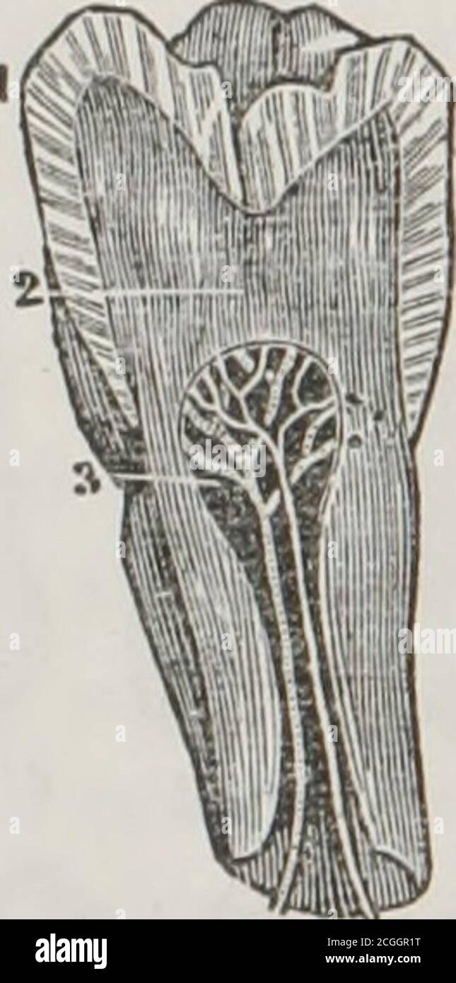 . First book on anatomy, physiology, and hygiene : for grammar schools and families . 5 4 Fig. 30. A side view of the body and enamel of a front tooth. Fig. 31. A side view of a molar tooth. 1, The enamel. 2, The body of the tooth3, The cavity in the crown of the tooth. 4, A nerve that spreads in the pulp of thetooth. 5, An artery that ramifies in the pulp of the tooth. 123. The crowns of the teeth are covered with a very hardsubstance, called en-amel. The roots consist of bony matter. PHYSIOLOGY OF THE TEETH. 124. The use of the teeth is twofold. 1st. By a cuttingand grinding movement, they d Stock Photo