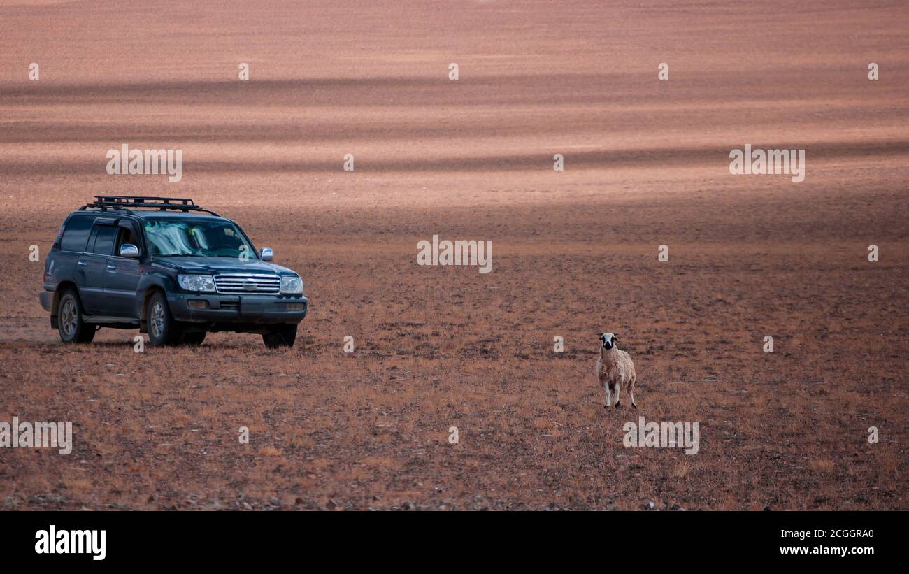 The car and the lonely sheep Stock Photo
